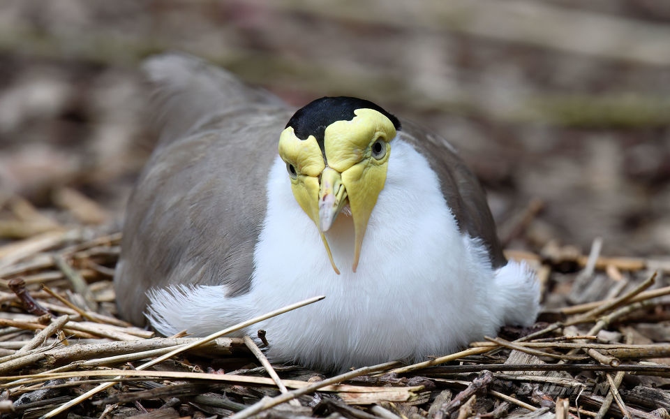 Masked lapwing (Vanellus miles)